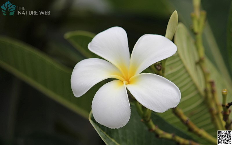 Common White Frangipani